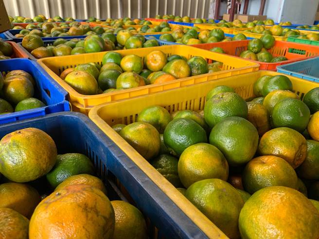 北台南家扶主任莊淑惠表示，來自南寮的椪柑，甘甜中略帶橘子的酸甜味，是愛橘人的首選。（北台南家扶中心提供／張毓翎台南傳真）