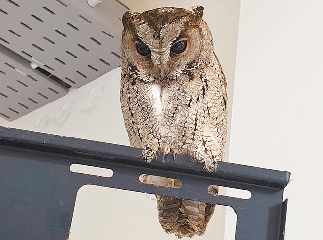 基隆市中正国中昨上午有一只领角鸮密访802教室，全校师生抢着拍照留念。（摘自基隆市中正国中脸书／陈彩玲基隆传真）