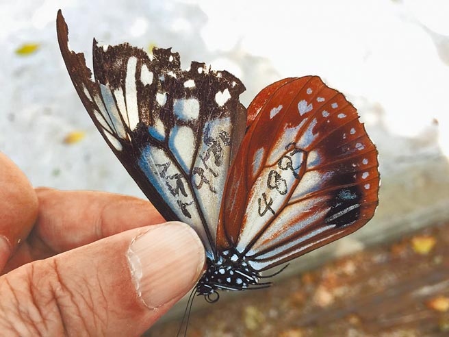 蝶飞千里来作客，日本富山县标放的青斑蝶飞行了46天、2277公里来澎湖。（王子培、李璻玲提供／陈可文澎湖传真）