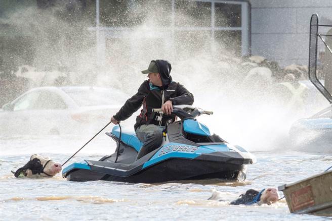 加拿大卑诗省大淹水，农民赶紧撤离牛只。（图／路透社）
