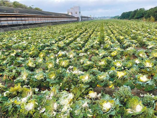 云林县11名民眾以为高丽菜弃收「不告而採」遭送办，警方持续追查其他「共犯」。（民眾提供／张朝欣云林传真）
