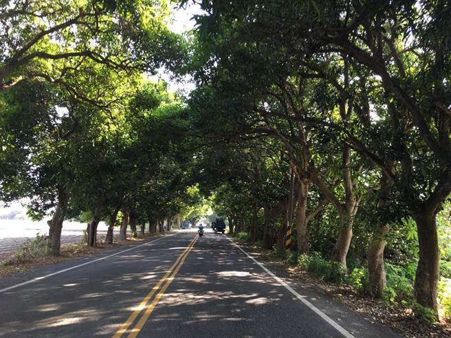 虎尾镇建国一村附近有一条50、60年的芒果道，将拓宽并延伸，新编订为「云92-1线」，不仅保留老芒果树，而且还要移植空军基地的芒果树补植与延伸。（周丽兰摄）
