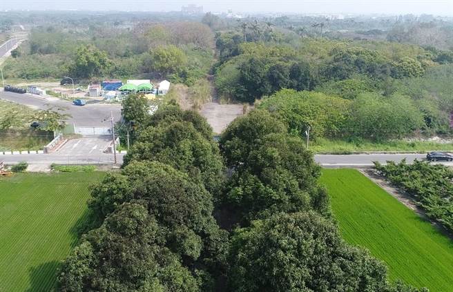 虎尾镇建国一村附近有一条50、60年的芒果道，将拓宽并延伸，新编订为「云92-1线」，不仅保留老芒果树，而且还要移植空军基地的芒果树补植与延伸。（云林县政府提供）