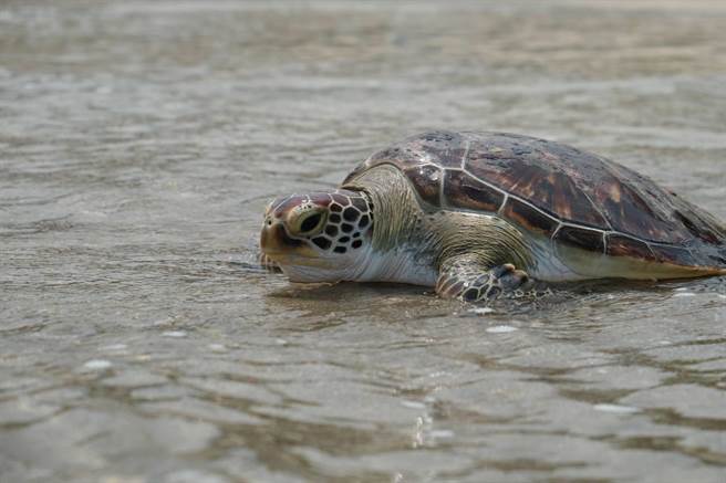 榄蠵龟是保育类动物，动保处提醒，民眾若是在海岸边发现搁浅鲸豚或海龟，切记不要主动接触，拨打118联络各地海巡署或是1999通报。（新北市动保处提供）