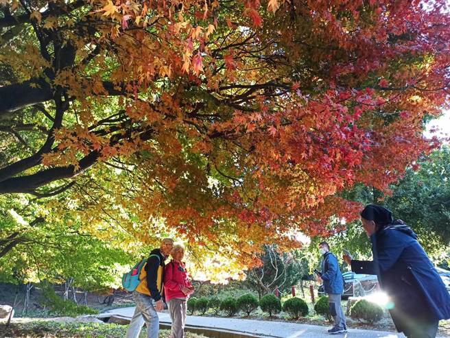 福寿山松炉旁掌叶枫林全面变色中，沿途枫色黄绿红交织缤纷。（福寿山农场提供／王文吉台中传真）