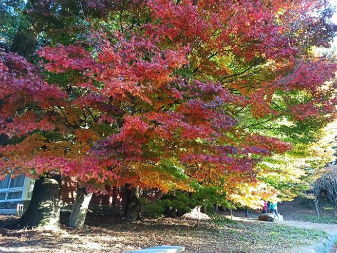 福寿山松炉旁掌叶枫林全面变色中，沿途枫色黄绿红交织缤纷。（福寿山农场提供／王文吉台中传真）
