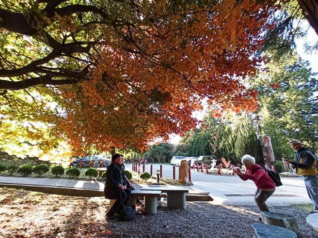 福寿山松炉旁掌叶枫林全面变色中，沿途枫色黄绿红交织缤纷。（福寿山农场提供／王文吉台中传真）