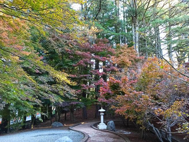 走在松庐旁步道上，沿途枫色黄绿红交织缤纷，，秋意醉人。（福寿山农场提供／王文吉台中传真）