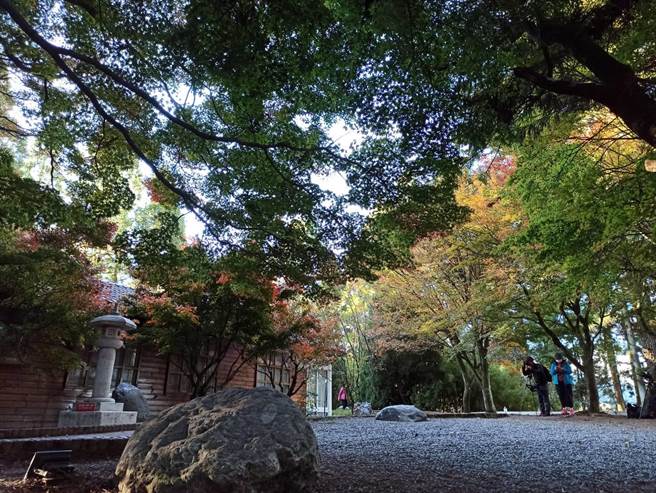 松庐掌叶枫林黄绿红交织缤纷，搭配古朴的木造建筑，秋意醉人。（福寿山农场提供／王文吉台中传真）