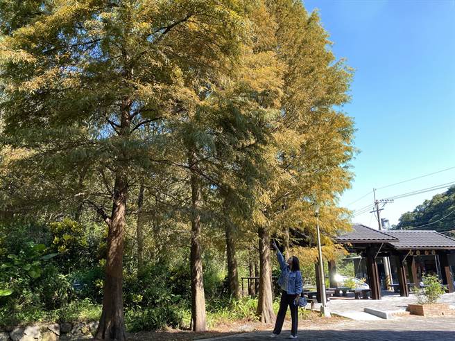 南港九如社区的丽山农民广场正充满着落羽松接续变色的景致，犹如北欧国家浪漫氛围。（北市大地处提供／杨亚璇台北传真）