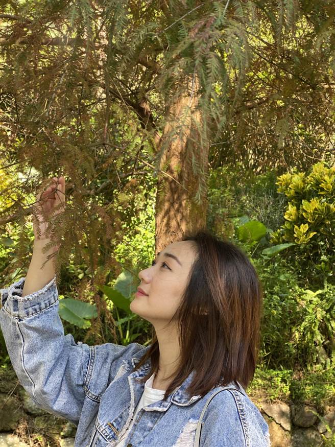 南港九如社区的丽山农民广场正充满着落羽松接续变色的景致，犹如北欧国家浪漫氛围。（北市大地处提供／杨亚璇台北传真）