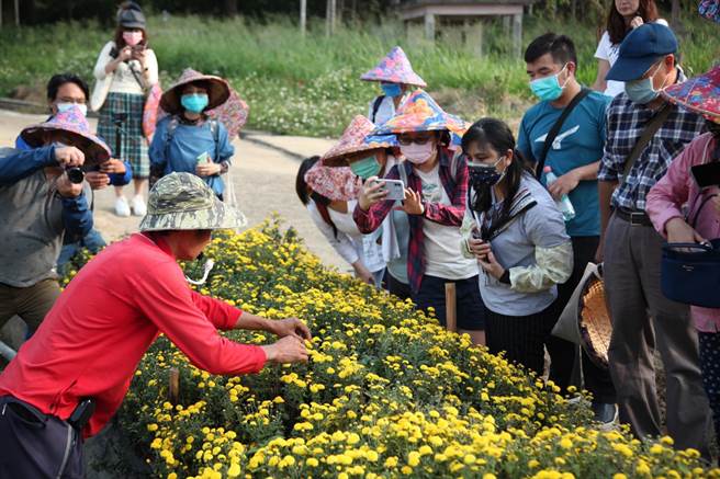 参山国家风景管理处举办铜锣杭菊秋季一日轻旅行，体验採菊。（参山处提供／谢明俊苗栗传真）