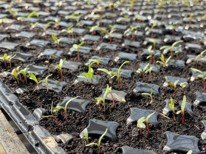 太康有机农业专区有机菠菜经育苗5、6天（图），到2周逐渐长大，经过7周后就可採收。（郭家崴摄）