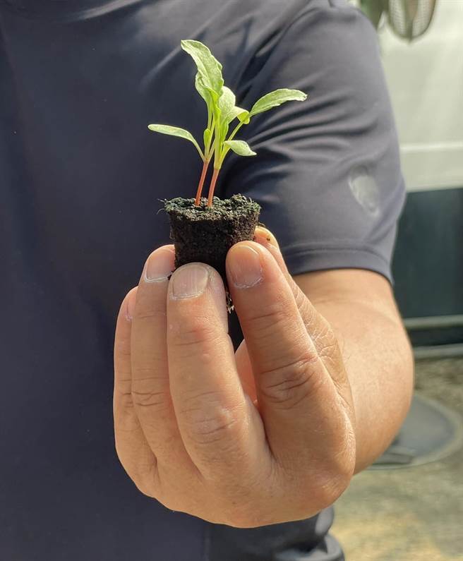 太康有机农业专区有机菠菜经育苗5、6天，到2周逐渐长大（图），经过7周后就可採收。（郭家崴摄）