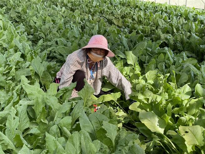 太康有机农业专区有机菠菜经育苗5、6天，到2周逐渐长大，经过7周后就可採收（图）。（郭家崴摄）