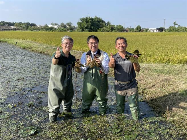 全联副董事长谢建南（左起）、台南市长黄伟哲、绿宝田农场主人林丙火下菱角田採收。（郭家崴摄）