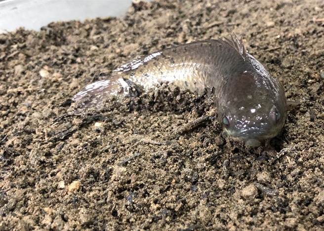 一种过去在金门常见，离水不死，还会走路和爬树的奇鱼－「攀鲈」，在田野消失多年后，最近又在小金门发现它们的踪迹。（金门县府农林科提供）