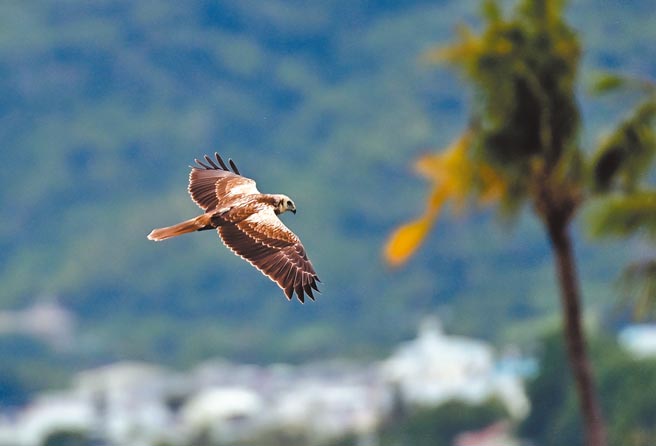 稀有猛禽东方泽鵟，现踪台东知本溼地，吸引鸟友守候「抓鵟」。 （庄哲权摄）