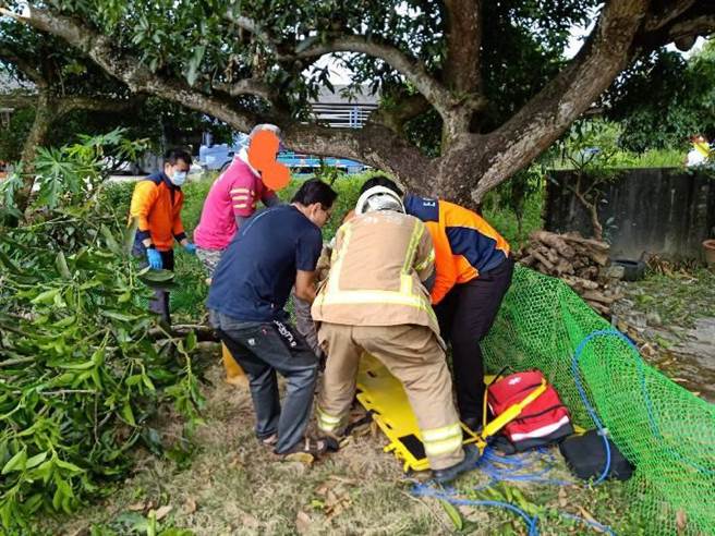 台南市東山區69歲李男修剪庭院芒果樹時摔落地面，送醫後不治。（讀者提供／劉秀芬台南傳真）