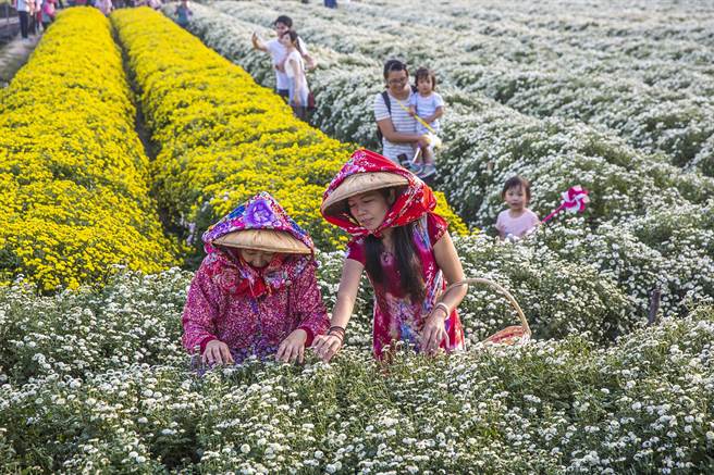 2021苗栗銅鑼杭菊生活節特別以「菊內人」為主題- 寶島- 中時