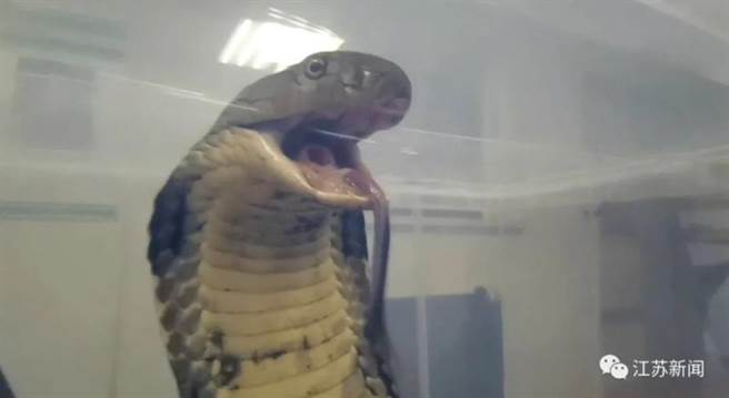 南京海關攔截4公尺長眼鏡王蛇。取自江蘇新聞