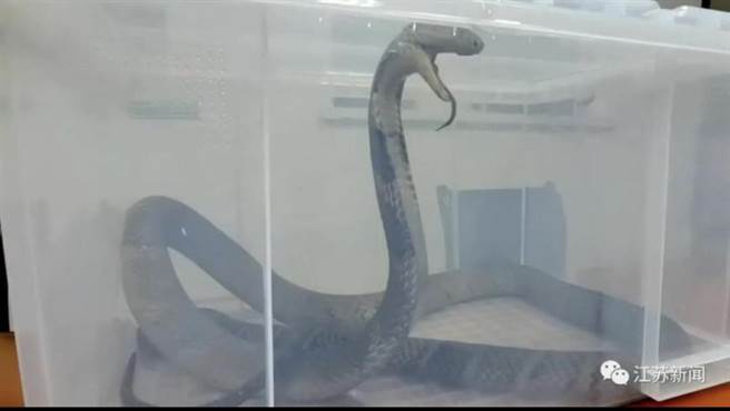 南京海關攔截4公尺長眼鏡王蛇。取自江蘇新聞