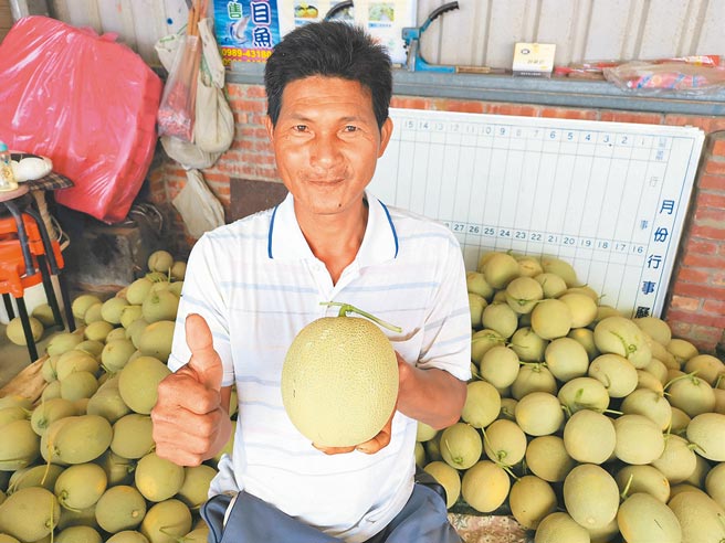 台南市北門區錦湖里瓜農郭寶結的洋香瓜已經開始採收，分級出貨至行口、拍賣市場、宅配客戶，甜度都有18度以上。（劉秀芬攝）