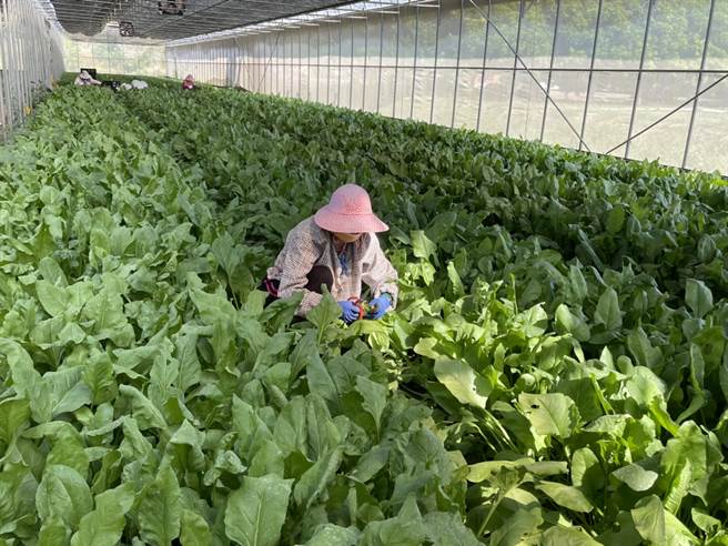 有「蔬菜之王」美称的菠菜，营养丰富且热量低，不过因为波菜入口后所产生的苦涩感，导致许多人对这道菜是又爱又恨。（图／本报资料照片，郭家崴摄）