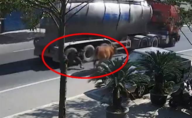 浙江一名农民牵自家黄牛逛大街时，突遭牛蹄踹飞，凌空撞上水泥车。（图／翻摄自微博）