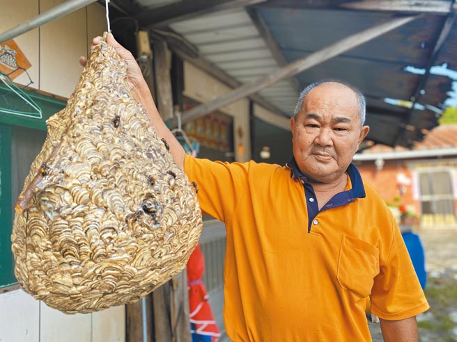 66岁郑宝童捕蛇抓虎头蜂超过40年，分文不取，他不怕蛇不怕蜂，笑称是在帮忙别人解决麻烦。（曹婷婷摄）