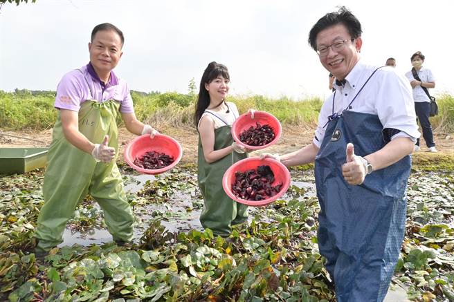 民进党立委郭国文（右）邀请同党立委高嘉瑜体验採菱角。（图／摘自郭国文脸书）