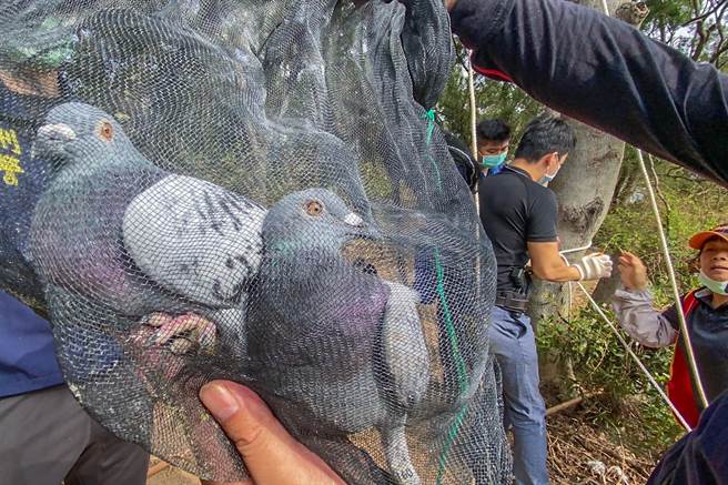 苗栗县警局在山区执行救援赛鸽及拆除网具专案。（苗栗县警局提供／罗浚滨苗栗传真）