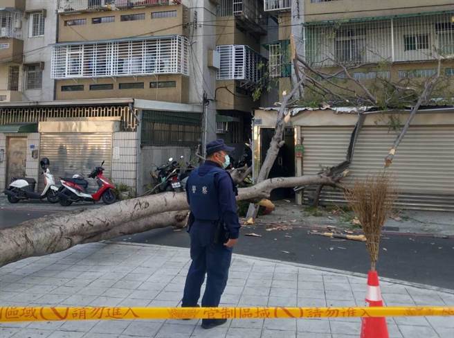 高雄市苓雅区正道公园22日下午，一棵3楼高路树突然倒塌，所幸没有波及人车。（高市苓雅警分局提供／袁庭尧高雄传真）