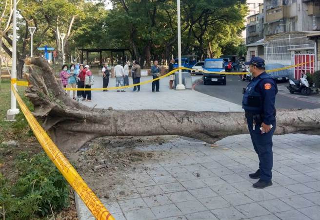倒木相当高大，不明原因突然倾倒引发民眾议论。（高市苓雅警分局提供／袁庭尧高雄传真）