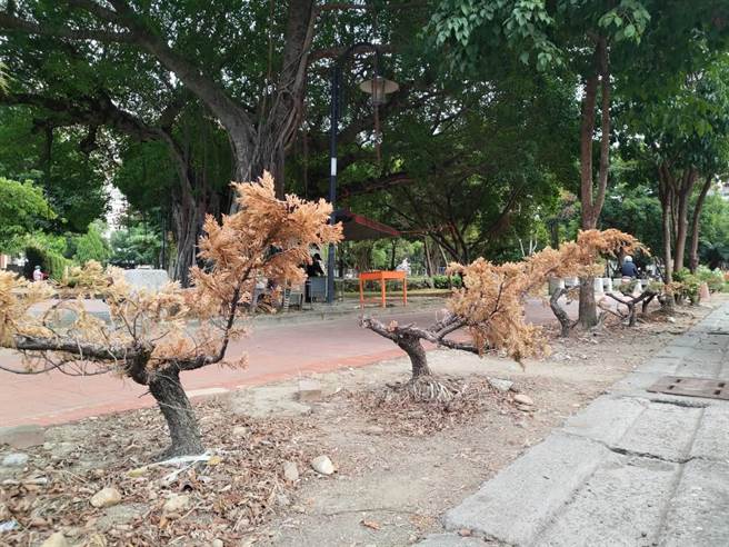 但最近有民眾發現移植到員林公園的柏樹將近一辦枯黃死亡，批公所為了燈會移植原本生長好好的柏樹。（吳建輝攝）