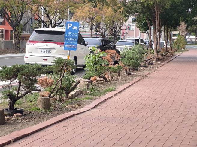 公所回應，目前已委託廠商進行維護，期盼明年春年能恢復過往綠意盎然景象。（吳建輝攝）