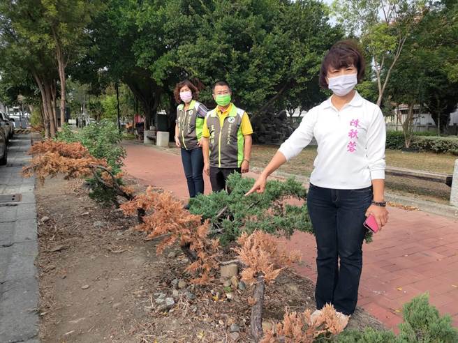陳秋蓉質疑，只為了燈會將柏樹移植，然後種植草皮，但現在側除燈區後，公所又得花人力整理草皮，這不就是浪費公帑嗎。（吳建輝攝）