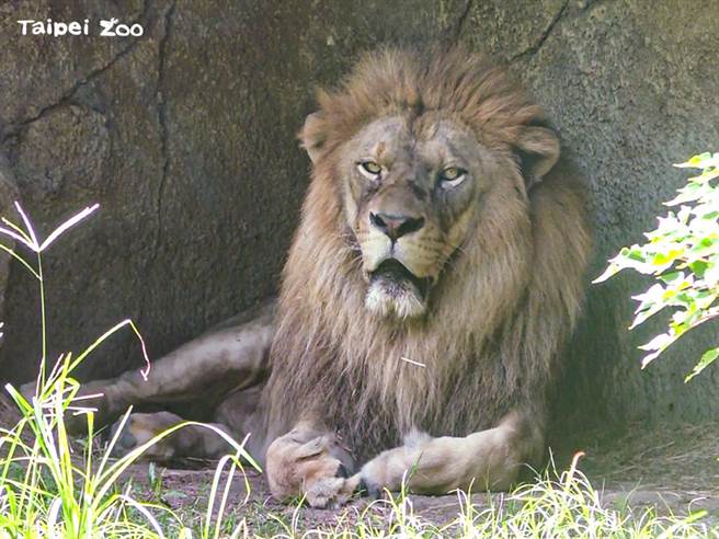 雄性动物抢占领域后，为了确保让领地内的雌性个体快速进入繁殖期，及「当领袖」期间照顾的都是自己的小孩，会出现杀婴行为。（图／台北市立动物园提供）