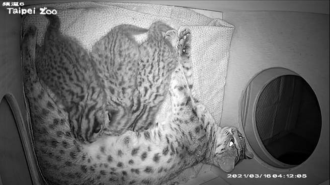 石虎「平平」初到动物园时熟悉环境、认识公石虎、合笼、併笼到怀孕、生产、育幼，整个过程保育员都是透过监视器观察。（图／台北市立动物园提供）