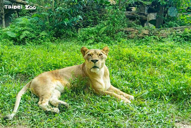 雌性动物可能会杀死其他同类的后代，为了减少自己的后代对有限资源的竞争。（图／台北市立动物园提供）