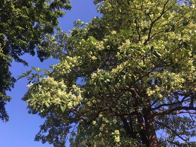 近日高雄市居民不断检举工厂偷排有毒气体或工业管线泄漏化学物质，环保局疲于奔命四处现勘，发现元凶全都是11月正处开发旺季的黑板树导致。（高市环保局提供／袁庭尧高雄传真）