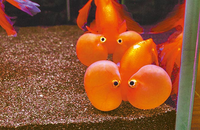 水泡眼金魚游動時，眼周水泡會跟著顫動，十分動人，許多遊客慕名而來。（陳彩玲攝）