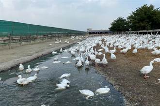 新型H5N2禽流感病毒入侵！雲林養鵝場撲殺逾千隻鵝 傳播路徑曝