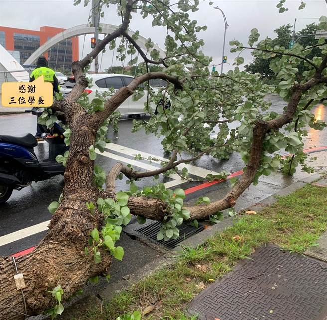 桃園市路樹倒塌壓傷騎士疑似蟲蛀惹禍。(翻攝照片／呂筱蟬桃園傳真)