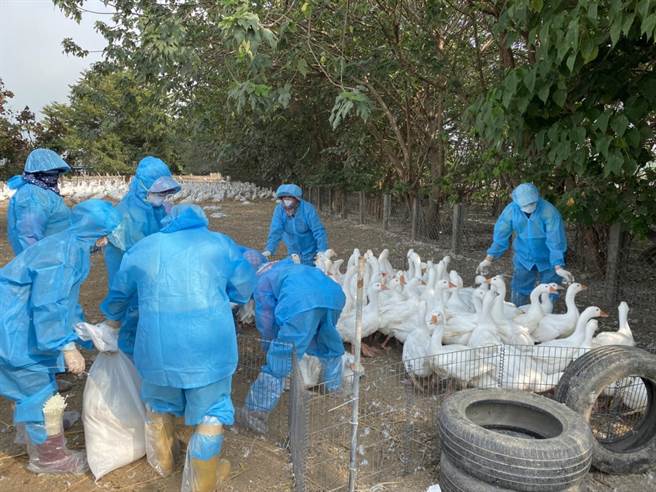 雲林縣二崙鄉一肉鵝場71日齡的肉鵝被檢出「新型H5N2亞型高病原性禽流感」病毒，1700餘隻遭全面撲殺。（雲林縣動植物防疫所提供）