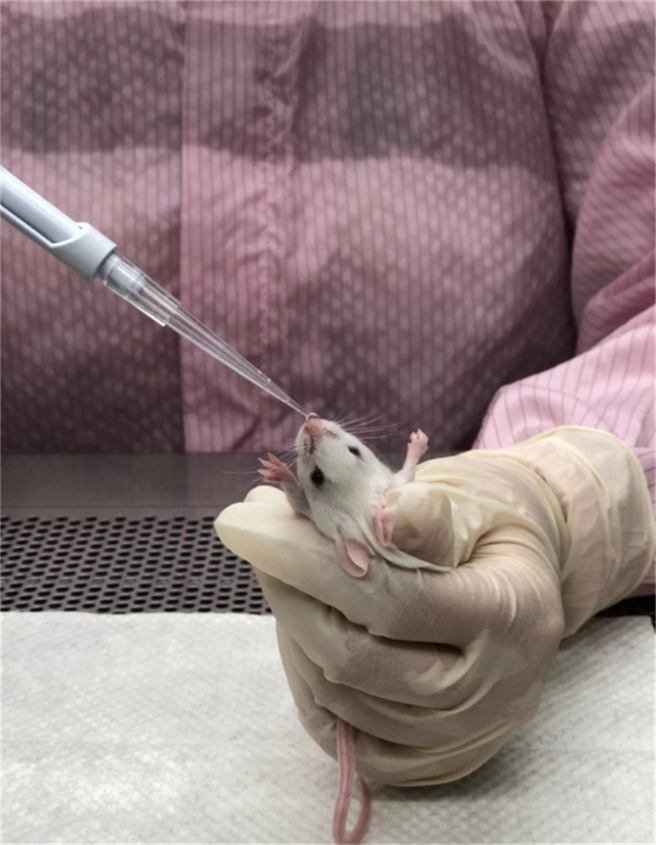 台大医院研发鼻喷式疫苗，在小鼠实验发现对降低上呼吸道的病毒量降效果十分显着。图黄立民提供
