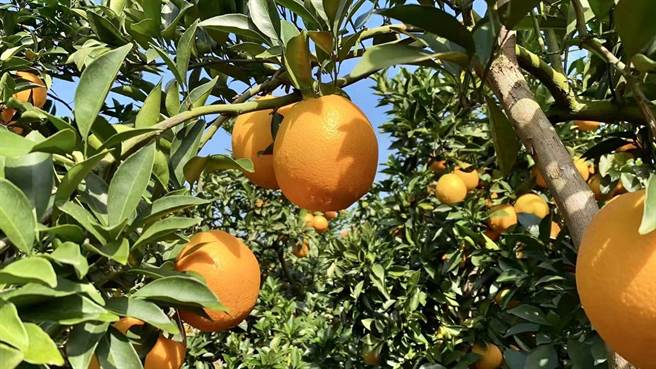 大陆广东梅州平远县被誉为「世界脐橙之乡」。(李国彦摄)