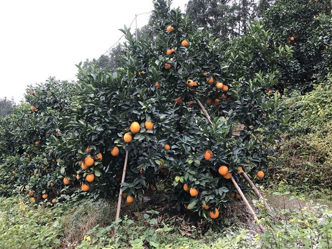 大陆广东梅州平远县被誉为「世界脐橙之乡」。(李国彦摄)