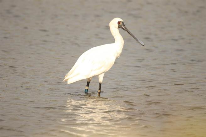 阿祖級的「T18」在安南區城西社區一處魚塭被塭主陳國忠發現通報。（黃蜀婷提供／張毓翎台南傳真）