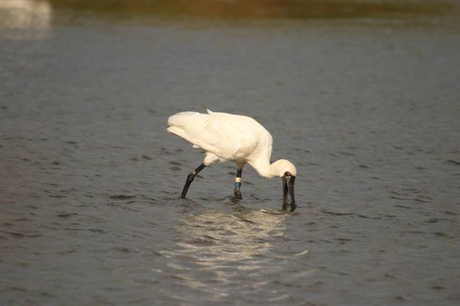 阿祖級的「T18」在安南區城西社區一處魚塭被塭主陳國忠發現通報。（黃蜀婷提供／張毓翎台南傳真）